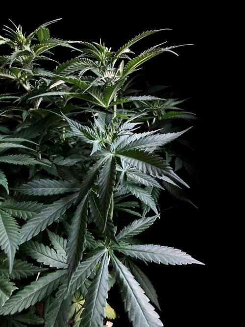 3M 🔻 Mendocino Purple Kush. Week 6