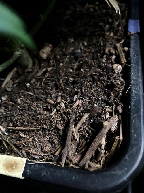 3M 🔻 Mendocino Purple Kush. Week 6 - Sacred mulch