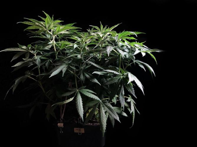 3M 🔻 Mendocino Purple Kush. Week 6