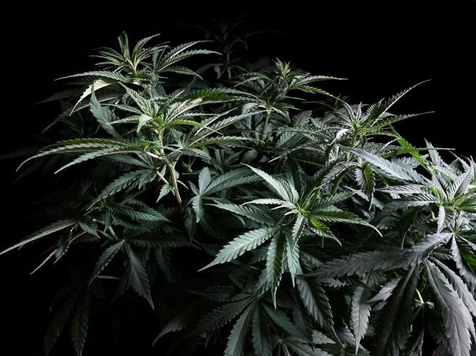 3M 🔻 Mendocino Purple Kush. Week 6