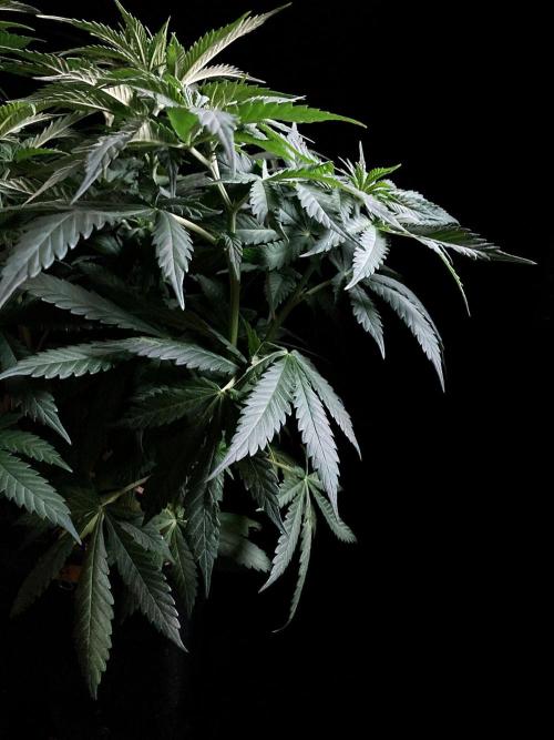 3M 🔻 Mendocino Purple Kush. Week 6