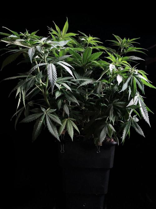 3M 🔻 Mendocino Purple Kush. Week 6