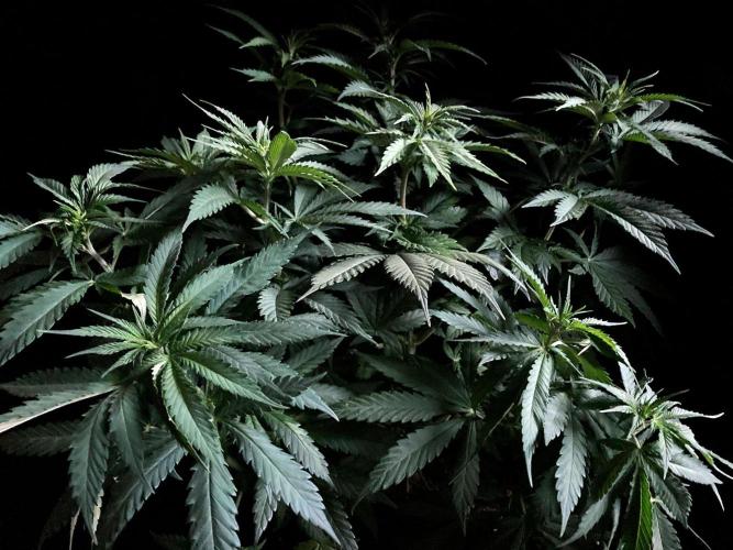 3M 🔻 Mendocino Purple Kush. Week 6