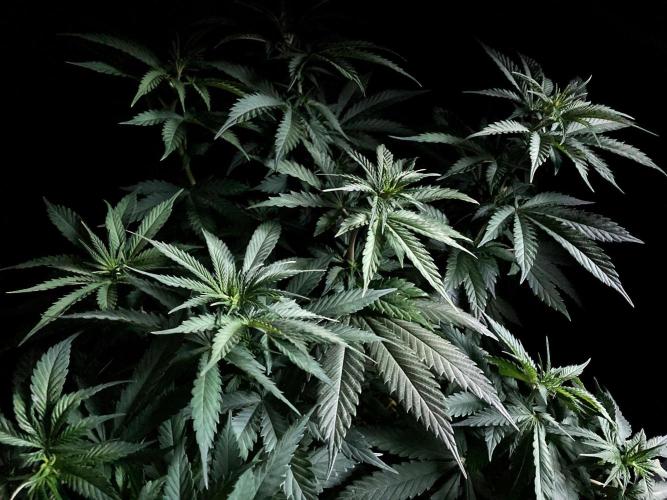 3M 🔻 Mendocino Purple Kush. Week 6