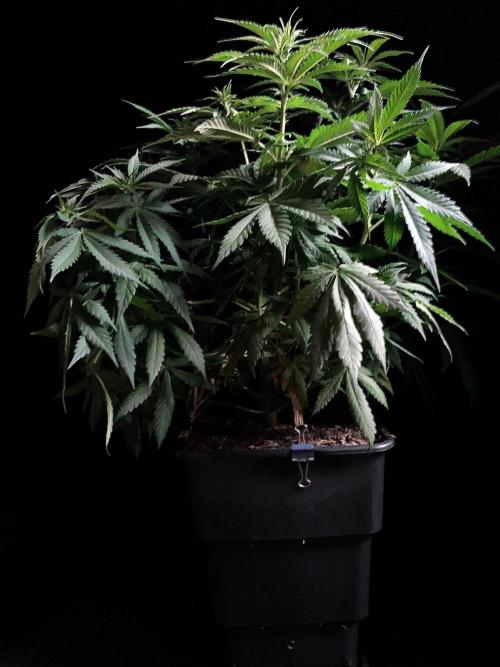 3M 🔻 Mendocino Purple Kush. Week 6