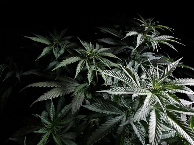 3M 🔻 Mendocino Purple Kush. Week 6