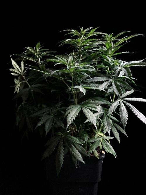 3M 🔻 Mendocino Purple Kush. Week 6