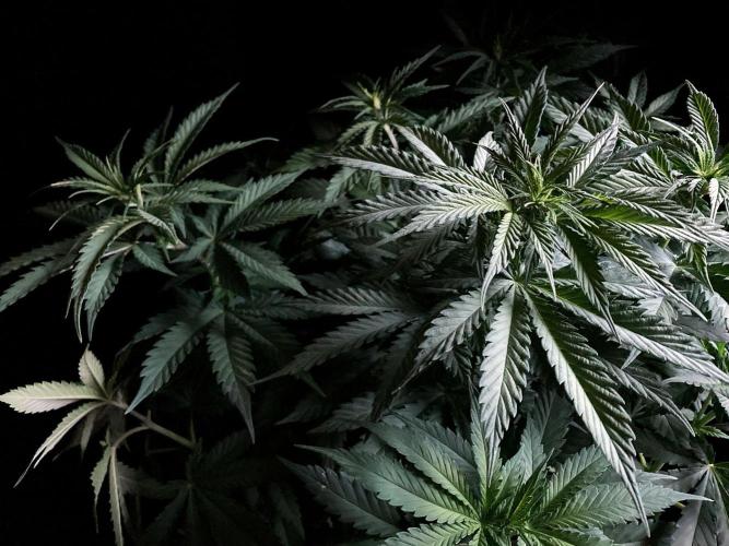 3M 🔻 Mendocino Purple Kush. Week 6