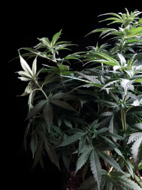 3M 🔻 Mendocino Purple Kush. Week 6