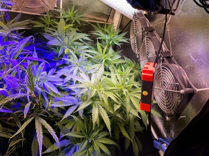 3M 🔻 Mendocino Purple Kush. Week 6