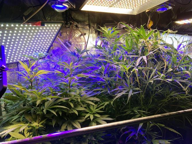 3M 🔻 Mendocino Purple Kush. Week 6 - The blue home