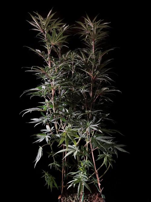 3M 🌟 Bahia Black Head. Week 8