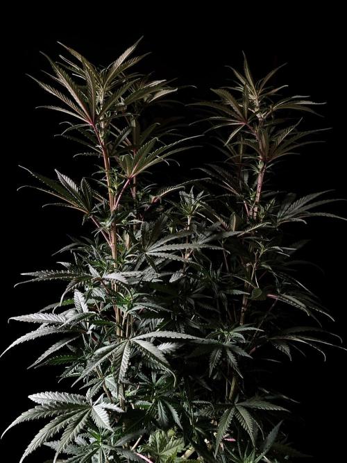 3M 🌟 Bahia Black Head. Week 8