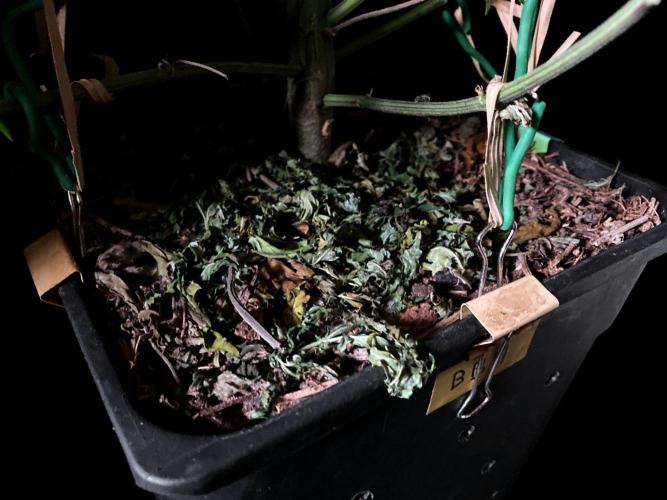 3M 🌟 Bahia Black Head. Week 8 - Sacred Mulch