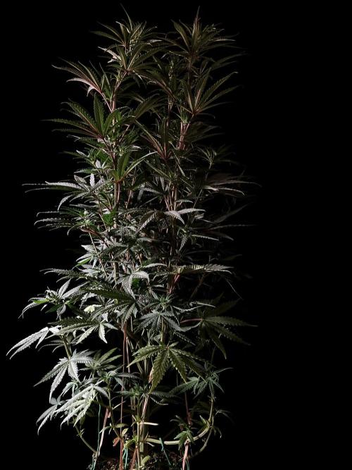 3M 🌟 Bahia Black Head. Week 8