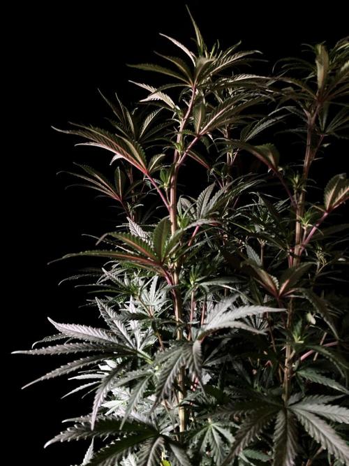 3M 🌟 Bahia Black Head. Week 8