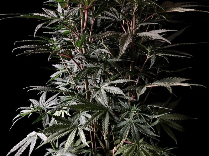 3M 🌟 Bahia Black Head. Week 8