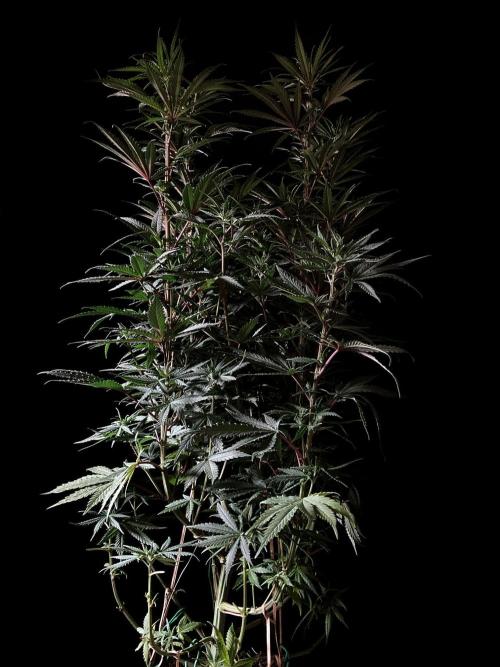 3M 🌟 Bahia Black Head. Week 8