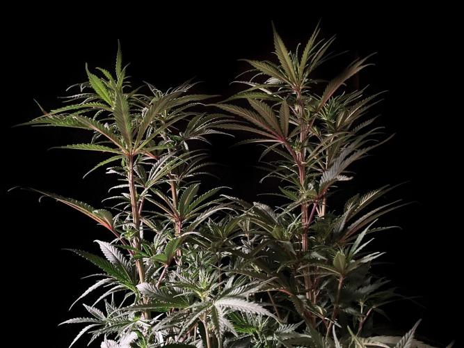 3M 🌟 Bahia Black Head. Week 8