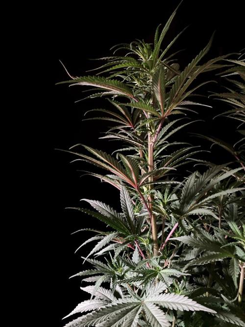 3M 🌟 Bahia Black Head. Week 8