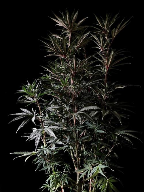 3M 🌟 Bahia Black Head. Week 8