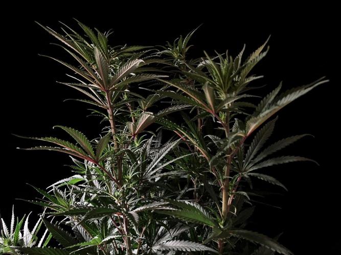 3M 🌟 Bahia Black Head. Week 8