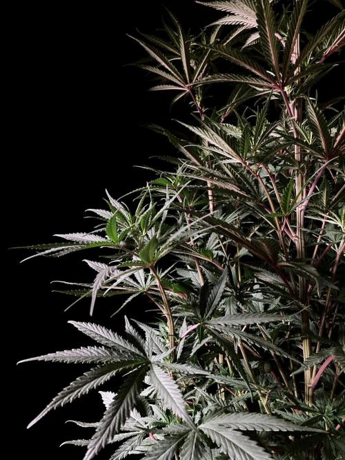 3M 🌟 Bahia Black Head. Week 8