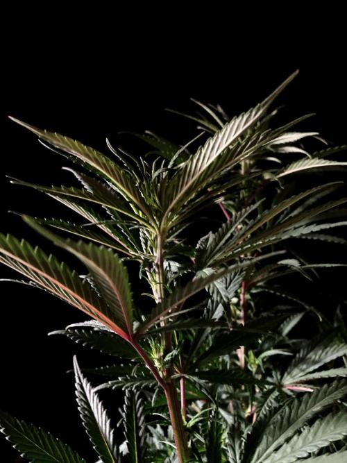 3M 🌟 Bahia Black Head. Week 8