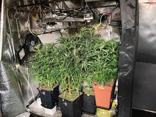 3M 🌟 Bahia Black Head. Week 8