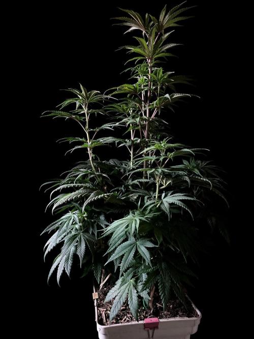 3M 🍋 Black Lemon. Week 8