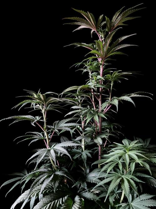 3M 🍋 Black Lemon. Week 8