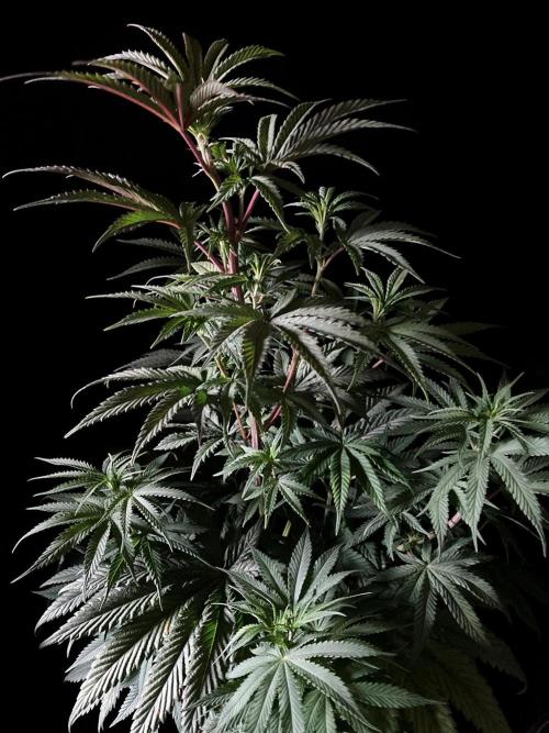 3M 🍋 Black Lemon. Week 8