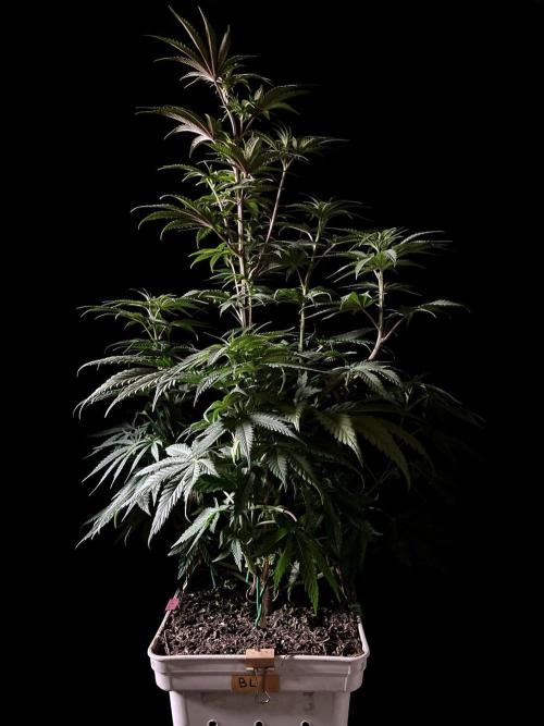 3M 🍋 Black Lemon. Week 8