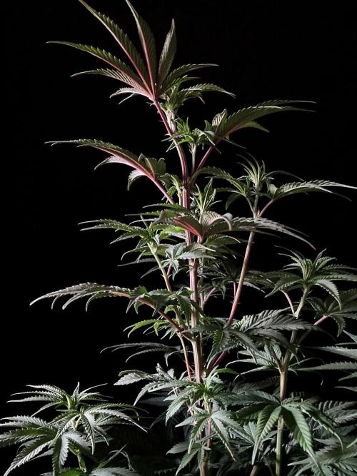 3M 🍋 Black Lemon. Week 8