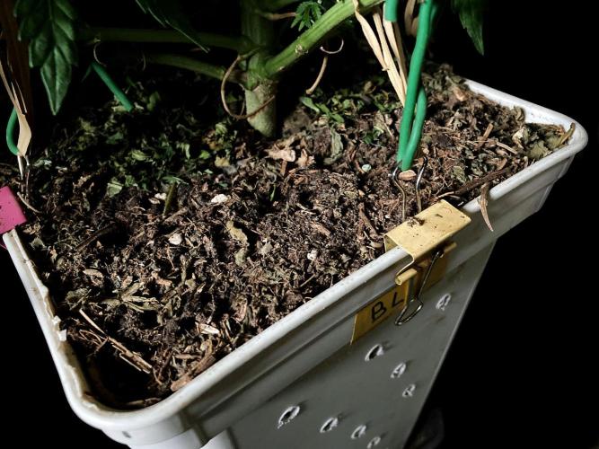 3M 🍋 Black Lemon. Week 8 - Sacred Mulch