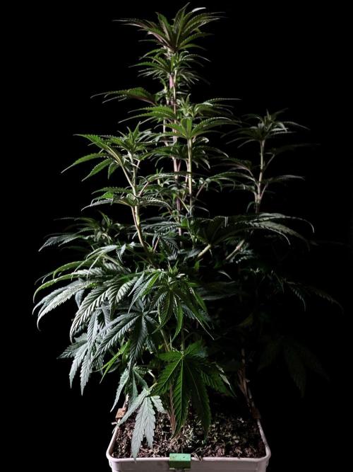 3M 🍋 Black Lemon. Week 8