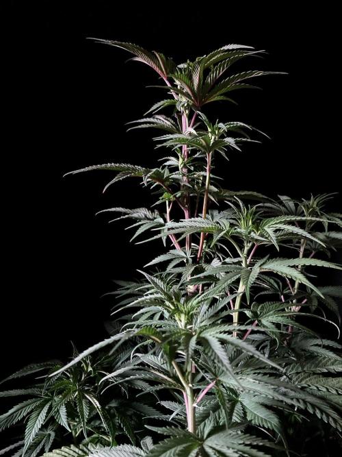 3M 🍋 Black Lemon. Week 8