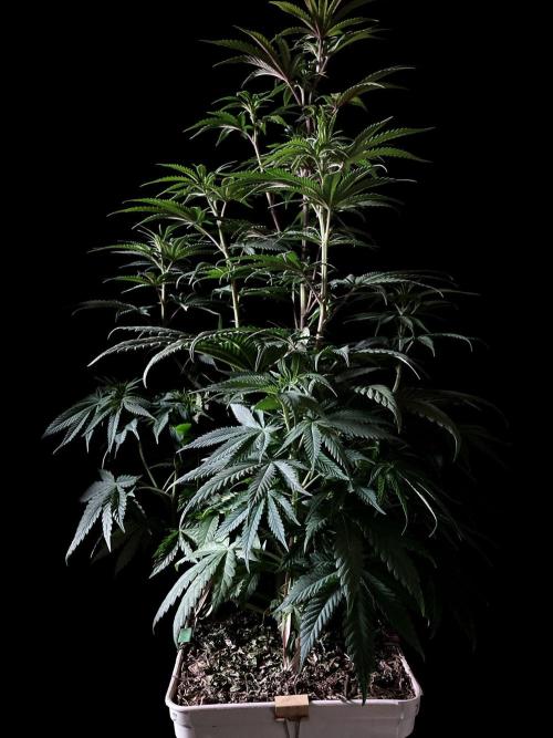 3M 🍋 Black Lemon. Week 8