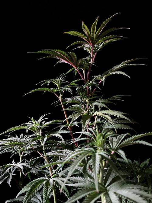 3M 🍋 Black Lemon. Week 8