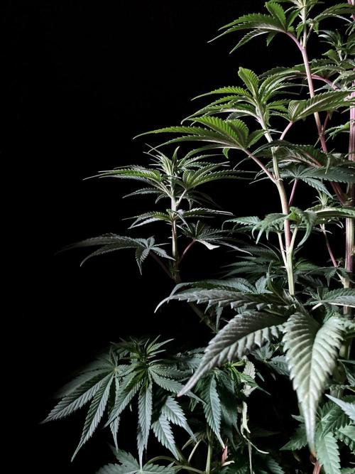 3M 🍋 Black Lemon. Week 8