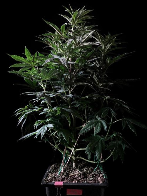 3M ⭕ Panama Red II. Week 8