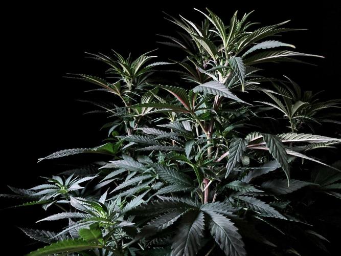 3M ⭕ Panama Red II. Week 8