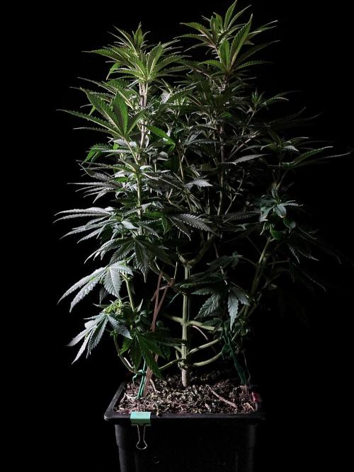 3M ⭕ Panama Red II. Week 8