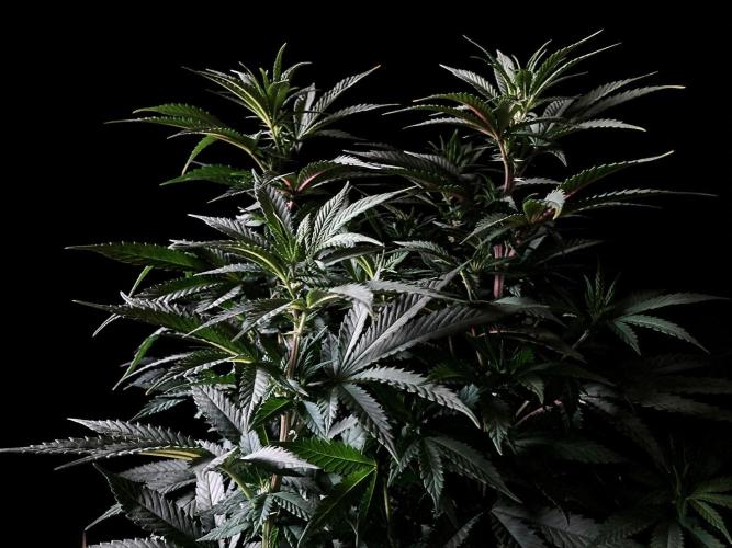 3M ⭕ Panama Red II. Week 8