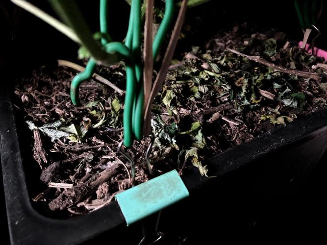 3M ⭕ Panama Red II. Week 8 - Sacred Mulch