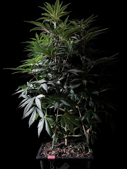 3M ⭕ Panama Red II. Week 8