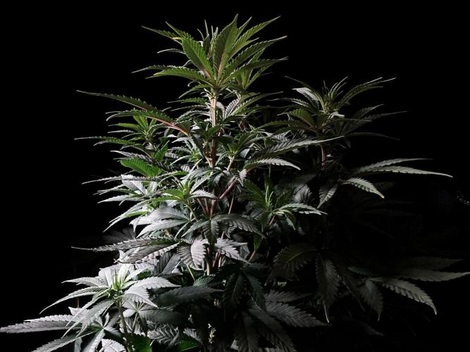 3M ⭕ Panama Red II. Week 8