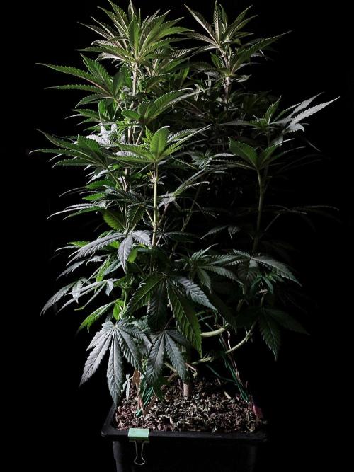 3M ⭕ Panama Red II. Week 8