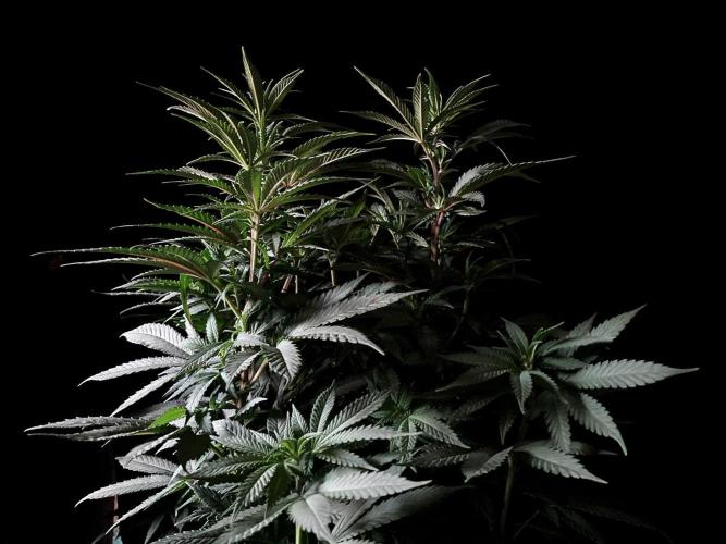 3M ⭕ Panama Red II. Week 8