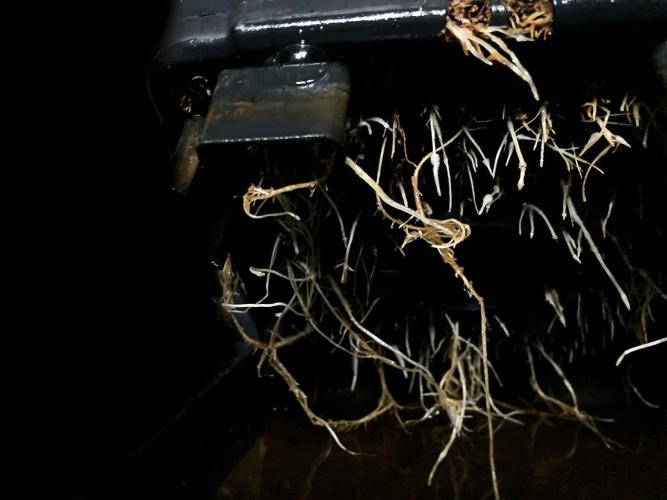 3M ⭕ Panama Red II. Week 8 - Roots in the air